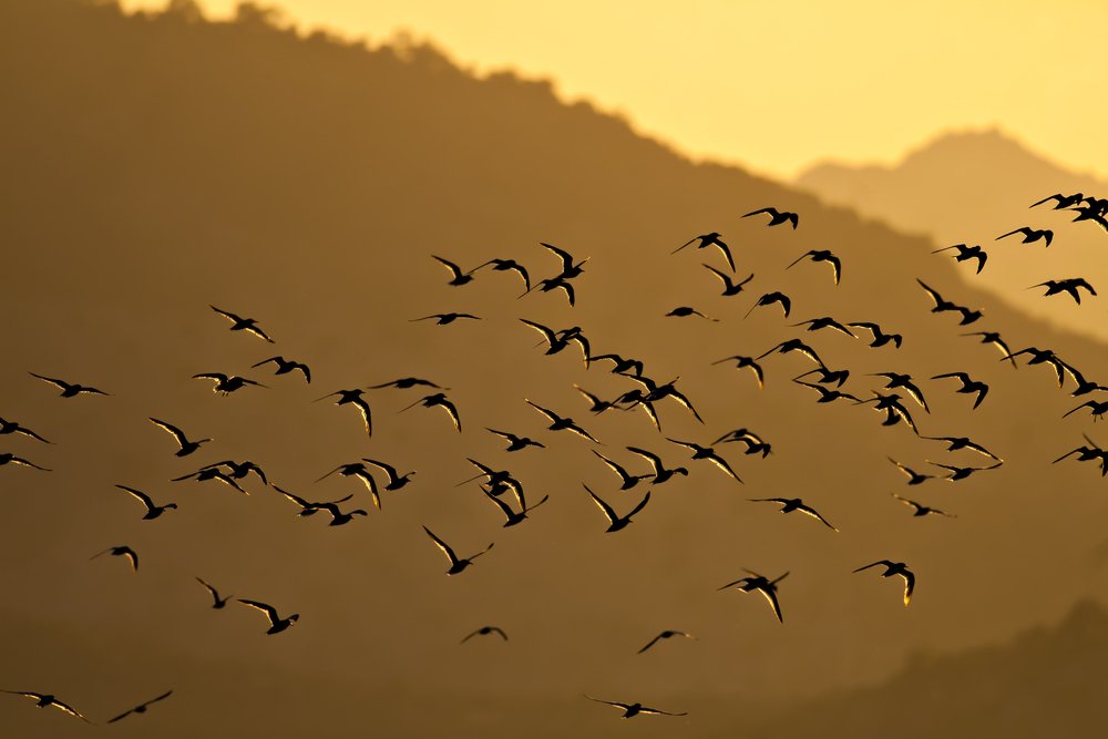 Dingin ve huzur veren manzarasıyla, geniş kanatlarıyla süzülen flamingolarıyla Türkiye’nin cennet köşelerinden sadece biri: Bafa Gölü.