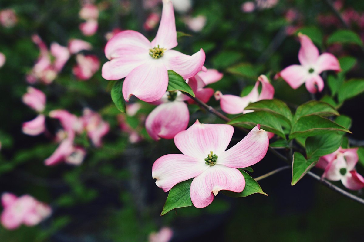 lorepatterson's tweet image. Into the Garden ...  pink flowering dogwood #garden #gardenphotography #horticulture #gardens #gdnbloggers #gardenbloggers