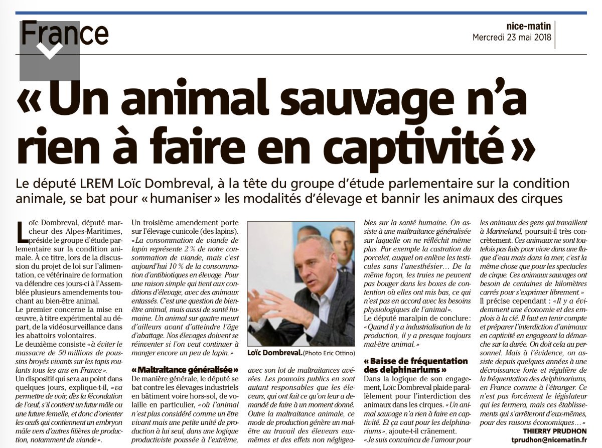 FBB_Officiel's tweet image. Dans Nice-Matin @LoicDombreval, député des Alpes-Maritimes, dénonce l'exploitation des animaux sauvages dans les cirques et la captivité des cétacés "ces animaux ne sont pas faits pour vivre dans une flaque d'eau mais dans la mer" 🐬