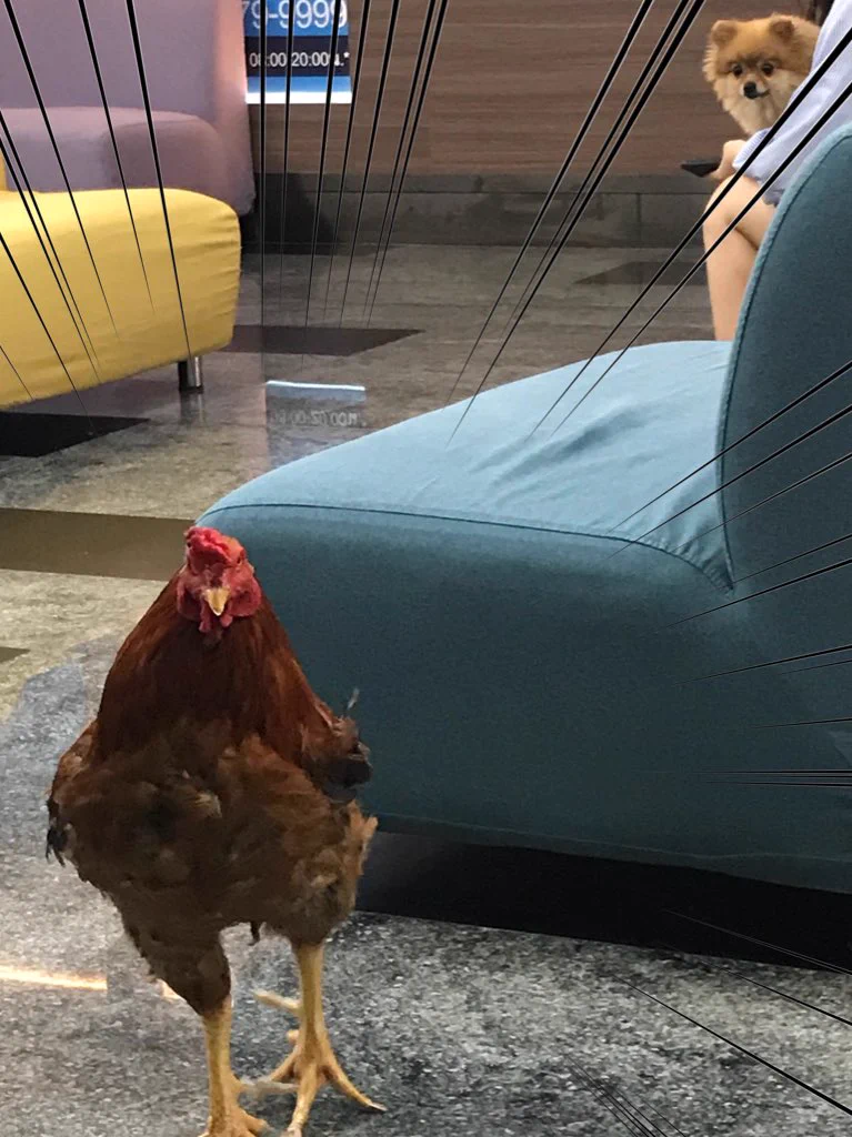 動物病院に行ったら…ポメラニアンも「マジかよ」と驚くデカい鶏がいた！ｗ