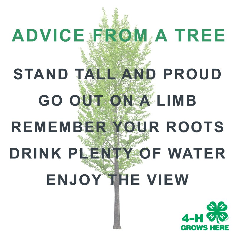 Advice from a tree: stand tall and proud, go out on a limb, remember your r...