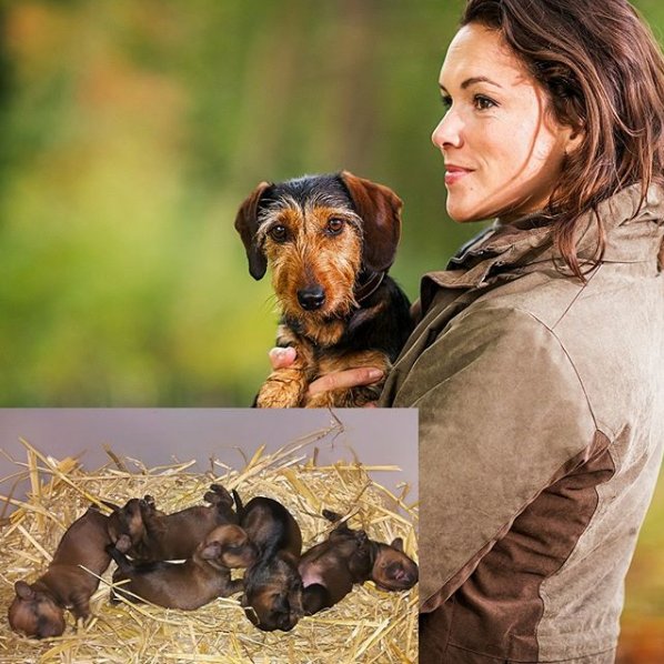BalenoCountry_'s tweet photo. Our fabulous model Orpi has had pups! Five gorgeous little bundles of trouble. We're sure they'll grow up to be as super as their Mum and become and Top Models just like her.🐶 

#Baleno #WeAreBaleno #BetterInBaleno #BeautifulBaleno #TopModel #PuppyTime https://t.co/NfrrAOZwiP
