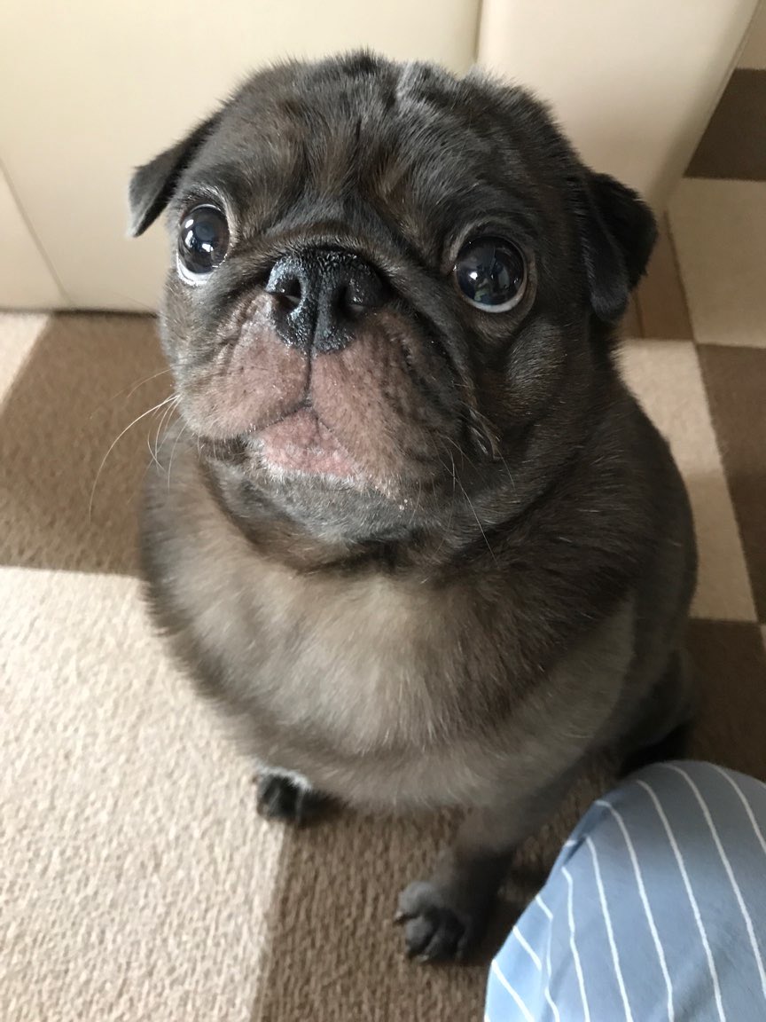 O Xrhsths 黒パグ ルーク Sto Twitter ホント可愛いお顔 親バカ 笑 Pug パグ 黒パグ