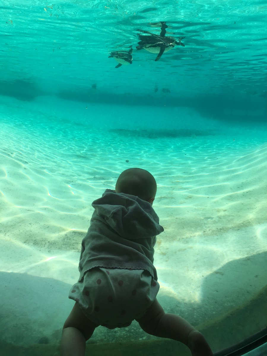 SusieM77's tweet photo. Brilliant morning of lectures at #PLUSbaby @OfficialZSL. Now visiting the penguins in the lunch break! @DrMummykins https://t.co/aW1v9cgFRK