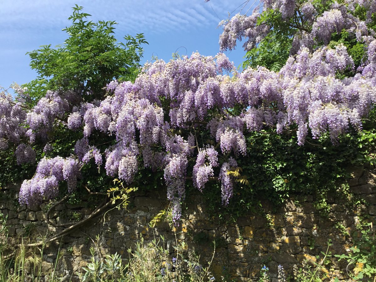 Welshgatehouse's tweet photo. The wisteria looks wonderful at the Welsh Gatehouse holiday let https://t.co/vozHZusLrb