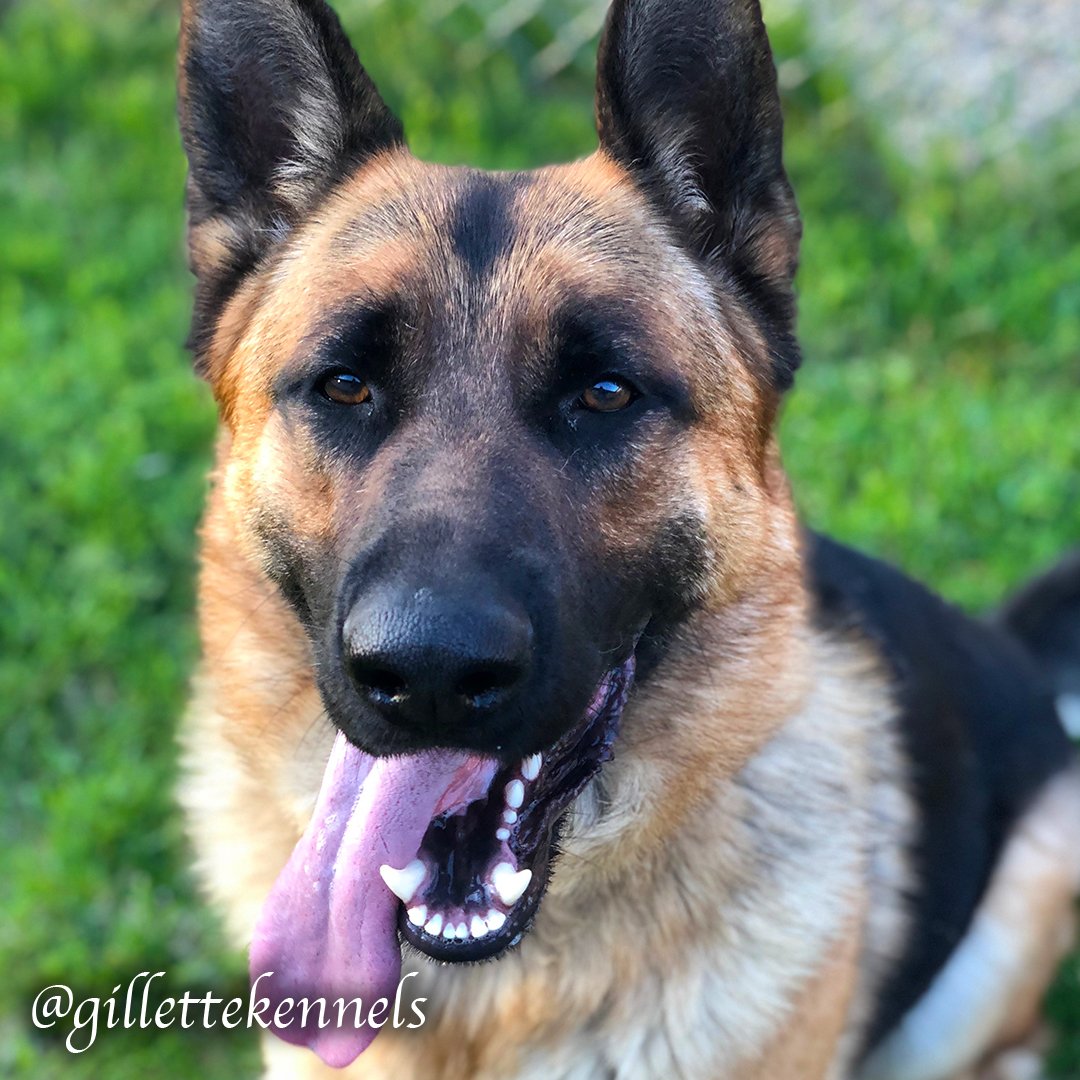 Gillette Kennels (gillettekennel) Twitter