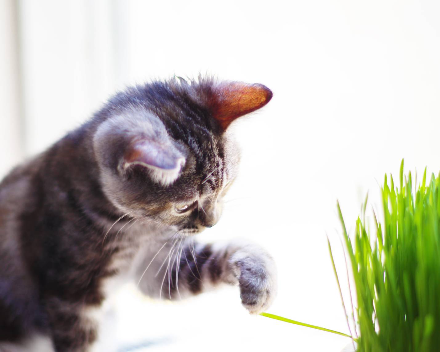 Masssy Americanshorthair アメリカンショートへア ブラウンパッチドタビー 癒し猫 Catstagram Pentax T Co Ddvawy7o63 Twitter