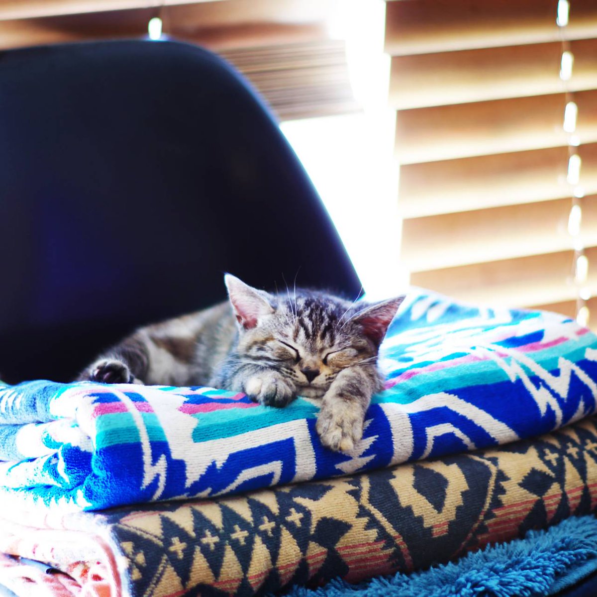 survivemasssy's tweet photo. #americanshorthair #アメリカンショートへア #ブラウンパッチドタビー  #癒し猫  #catstagram #pentax https://t.co/ddVaWy7O63