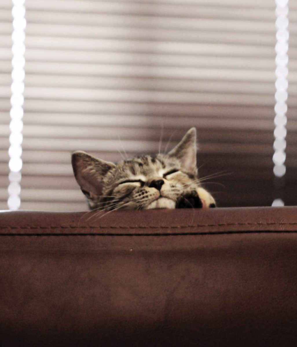 survivemasssy's tweet photo. #americanshorthair #アメリカンショートへア #ブラウンパッチドタビー  #癒し猫  #catstagram #pentax https://t.co/6sKzmHUyOQ