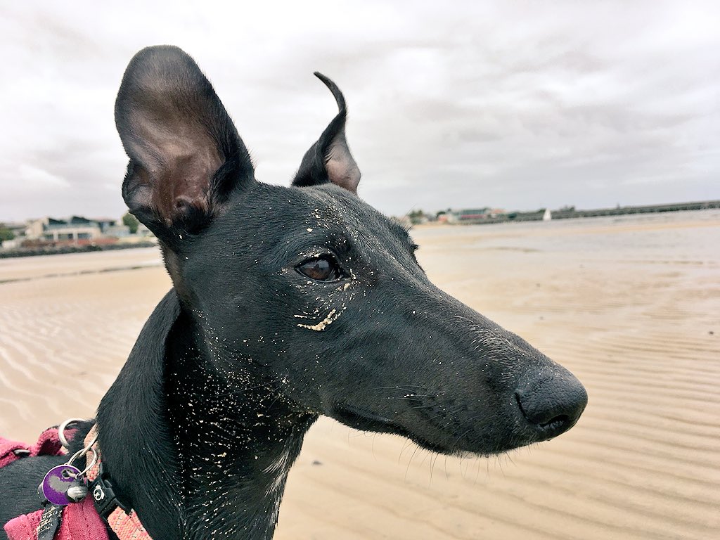 Timmosaurusrex's tweet image. Separated at birth. One is the Egyptian god of the dead, Anubis. The other is my dear whippet Pipit, face covered in sand.