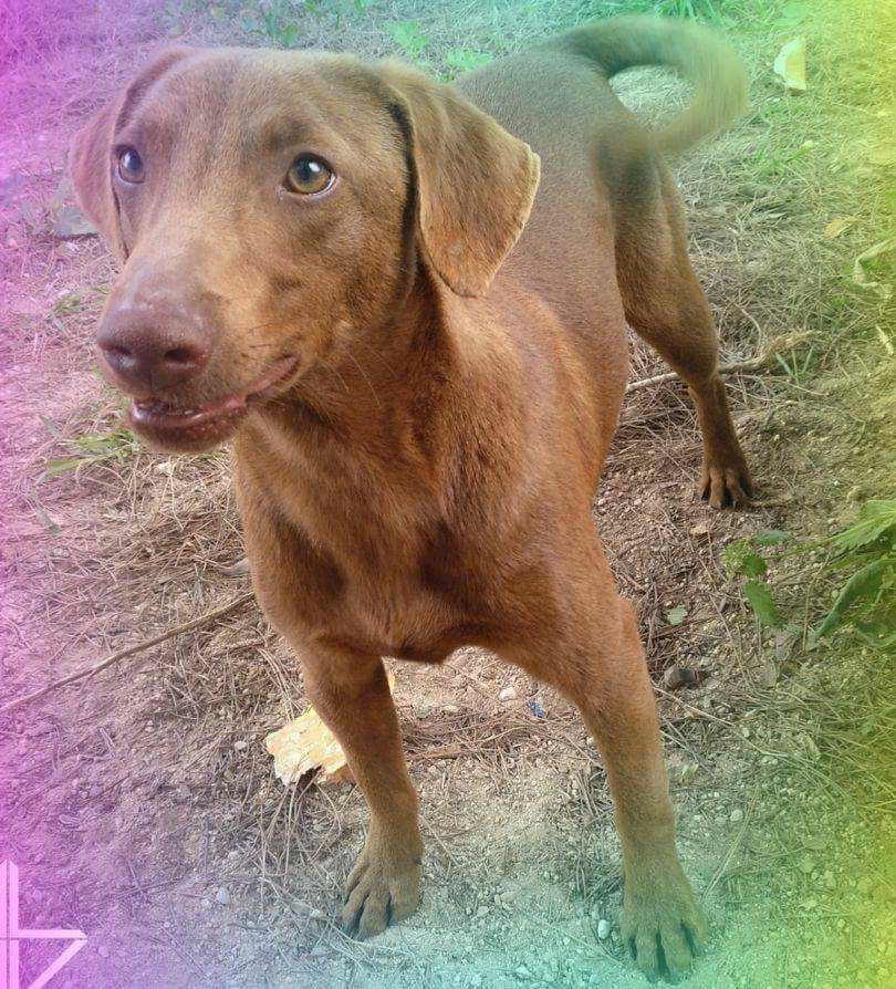 BrusBusca's tweet image. Tras 3 meses y medio he conseguido 5 kilos de peso !!!