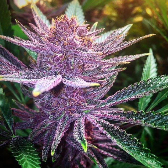 MillsSpain's tweet photo. #Repost. Thanks to @thedanktank2 Throwback Thursday 😈😈 Buckeye Purple ﹡Danktank pheno I haven’t grown this in over a year but its still alive and will be back one day. #thedanktank #growlife #buckeyepurple #millspaysthebills #frost #wtf #weed #greentreegardensupply #weedporn https://t.co/tIhd2TY5ZY