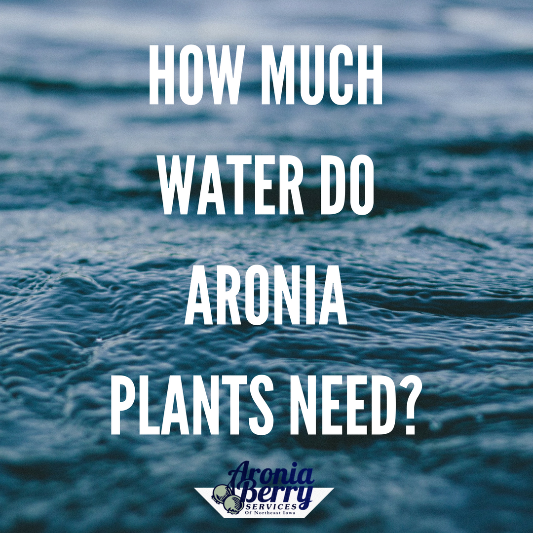AroniaBerryServ's tweet photo. How much water do aronia plants need? While they can survive on little water, you won't be happy with the outcomes. Don't rely on rain, you need to install an irrigation system for your field. https://t.co/89KrjgxpvG https://t.co/l8tjfn9amq
