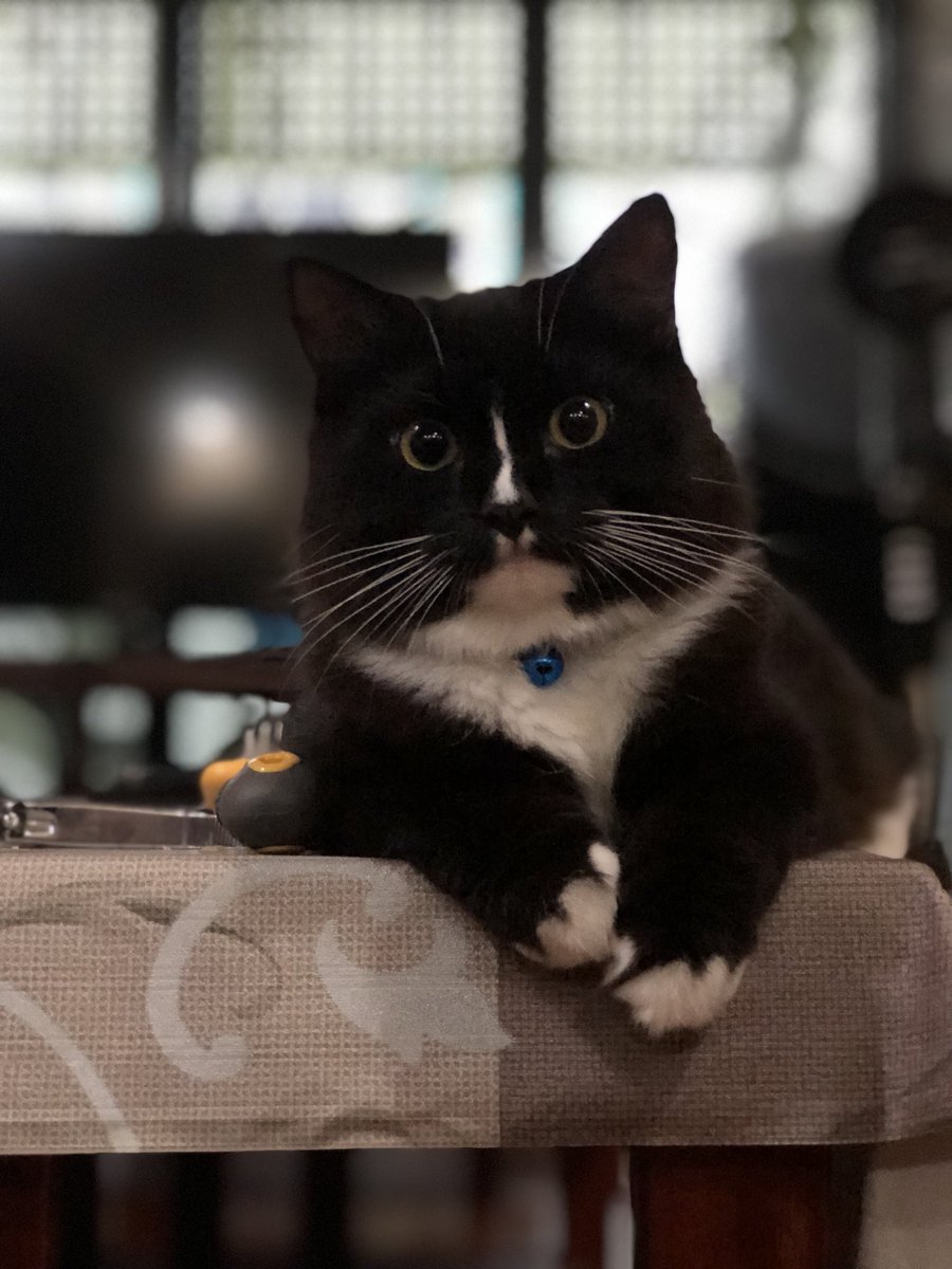 madaus_'s tweet photo. oh dont mind me. just posting a few of hitam’s poses 😺 https://t.co/kjhNkMAdnC