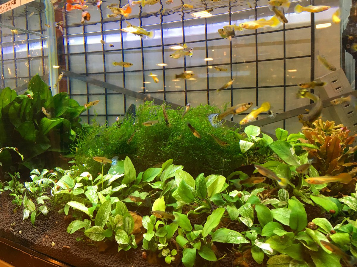 アヌビアスナナピント