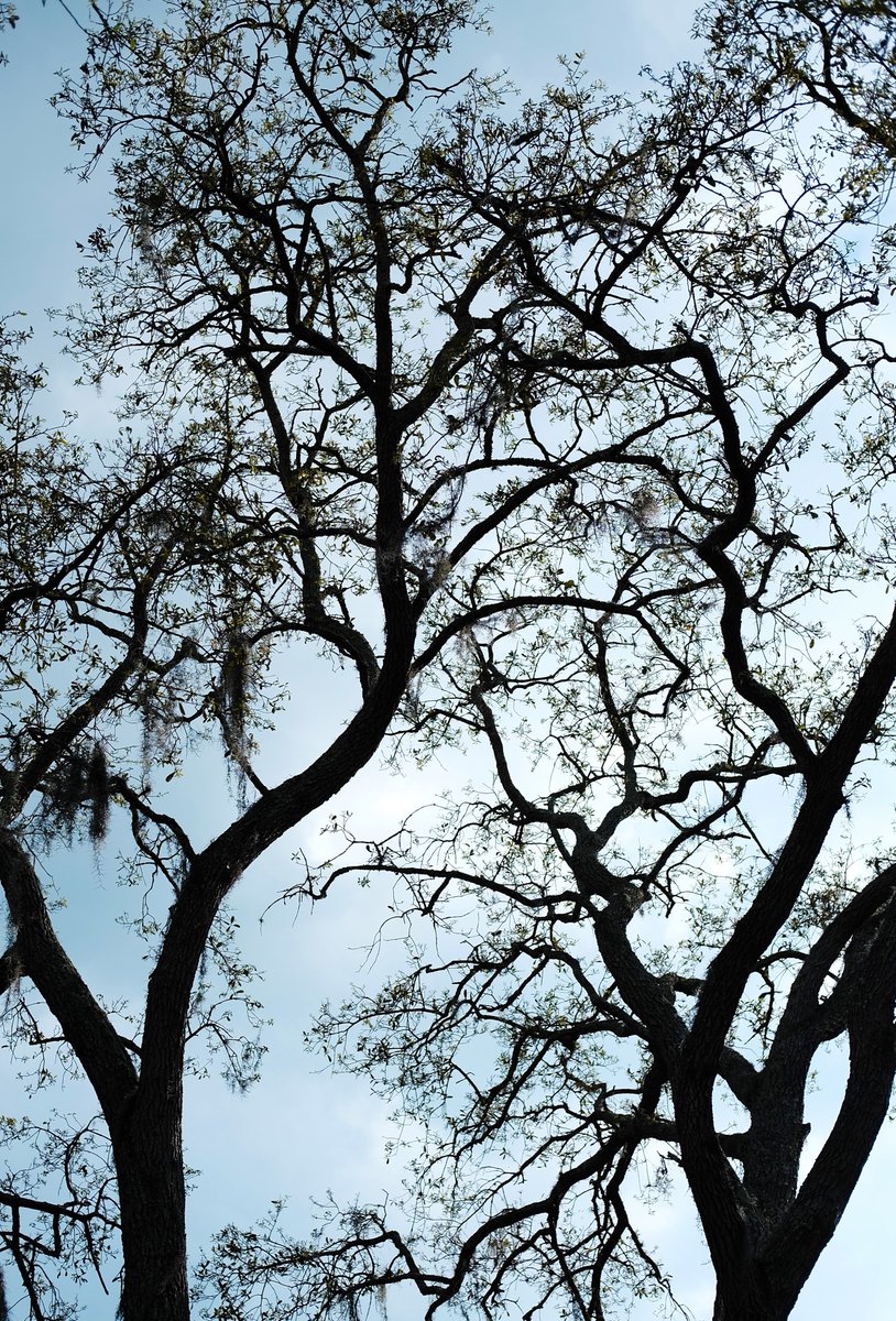 8CountTampa's tweet image. "The more often we see the things around us - even the beautiful and wonderful things - the more they become invisible to us. Because we see things so often, we see them less and less." -Joseph B. Wirthlin 

Photo by George at 8-Count Productions.

#tampa #photography #8count