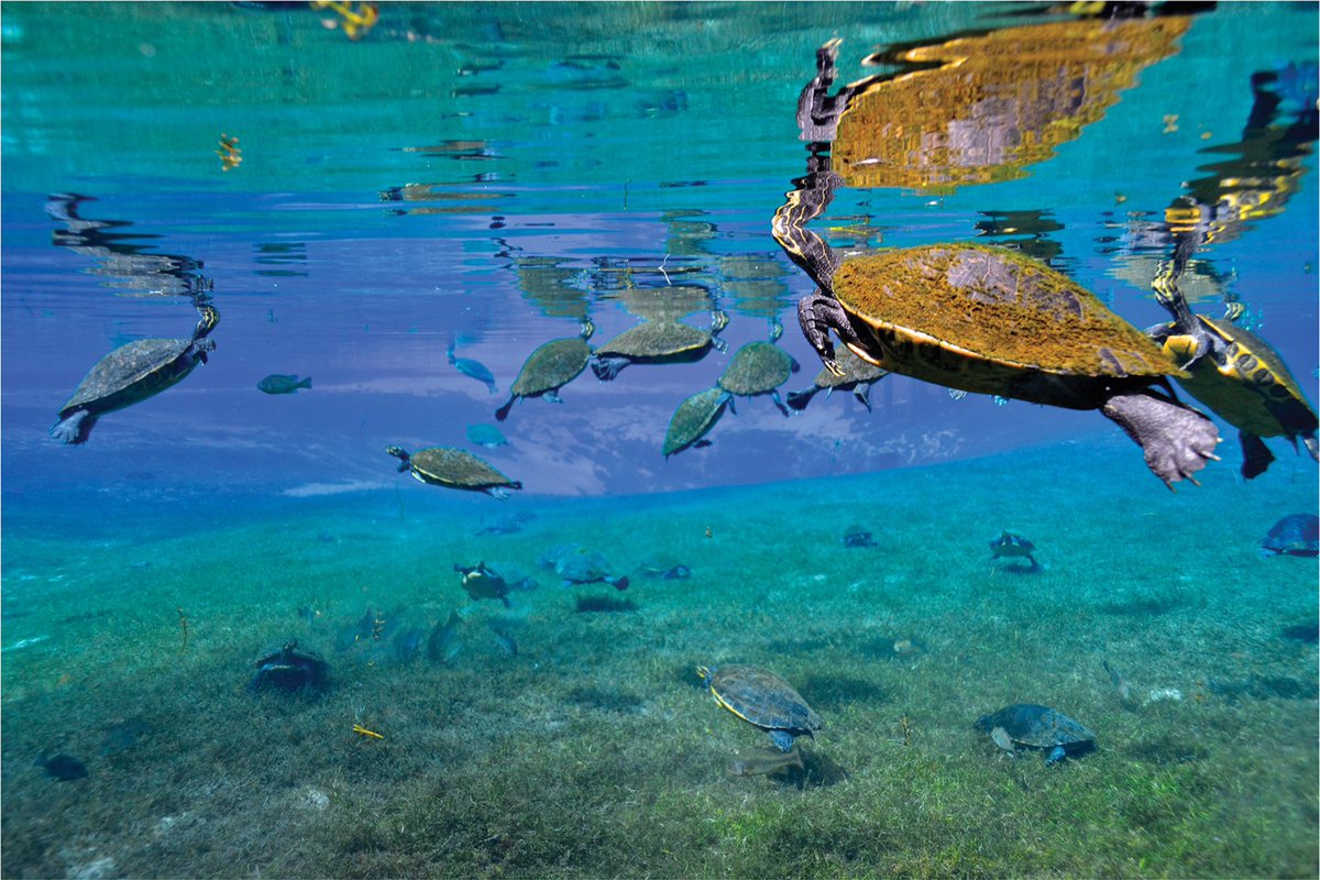 It's #WorldTurtleDay! Read "An aggregation of turtles in a Florida spring yields insights into effects of grazing on vegetation" by <a href="/jadlerphoto/">Jennifer Adler</a> Adler et al. in our June issue of Freshwater Science. doi.org/10.1086/697541