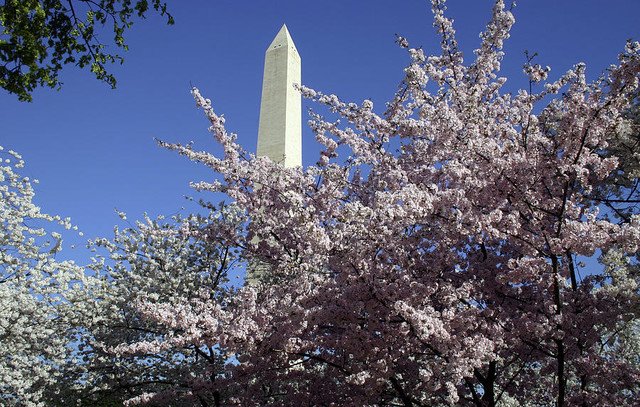 Monumental Blossoms by Mark A Brown
fineartamerica.com/featured/monum…