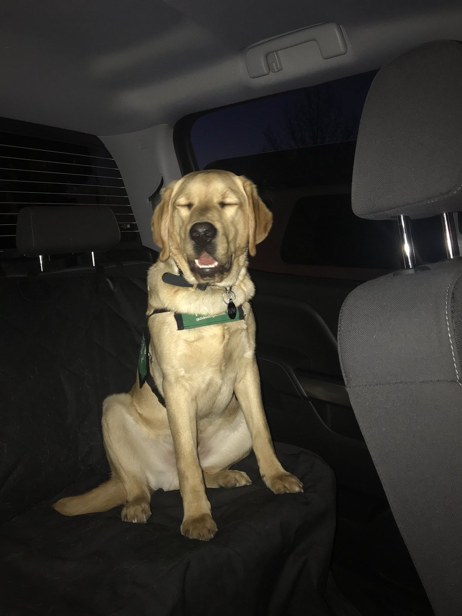 AustinTheDoggo_'s tweet photo. #smile #guidedog 🐶🐾💘 https://t.co/L2OUV43iUJ