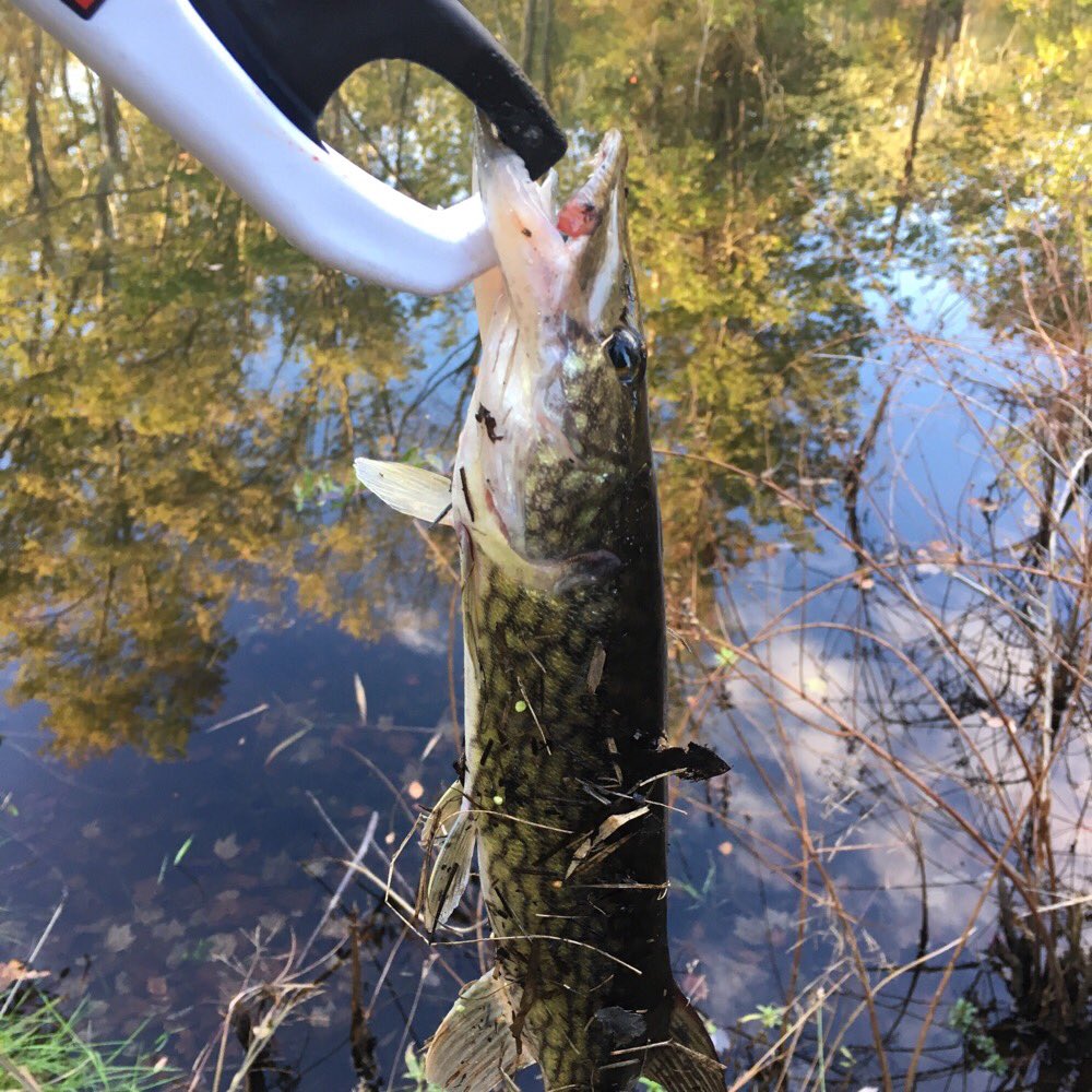 BethkazV's tweet image. #nextgenbaits