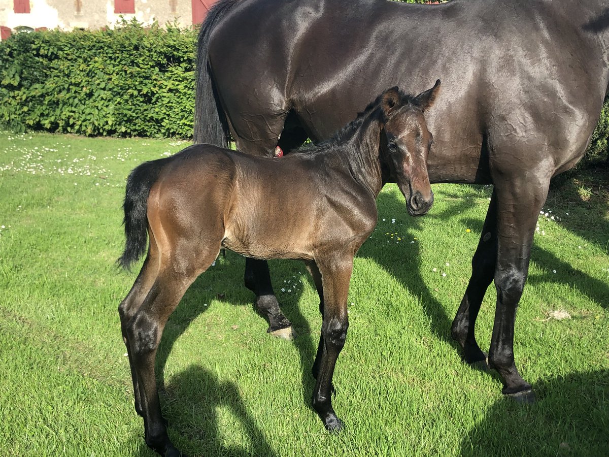 Perreau18's tweet photo. Colt x Quinine de Mazille and Saint des Saints ❤️Divine Sainte ‘s full brother@
12 hours https://t.co/NYJcni51ZB