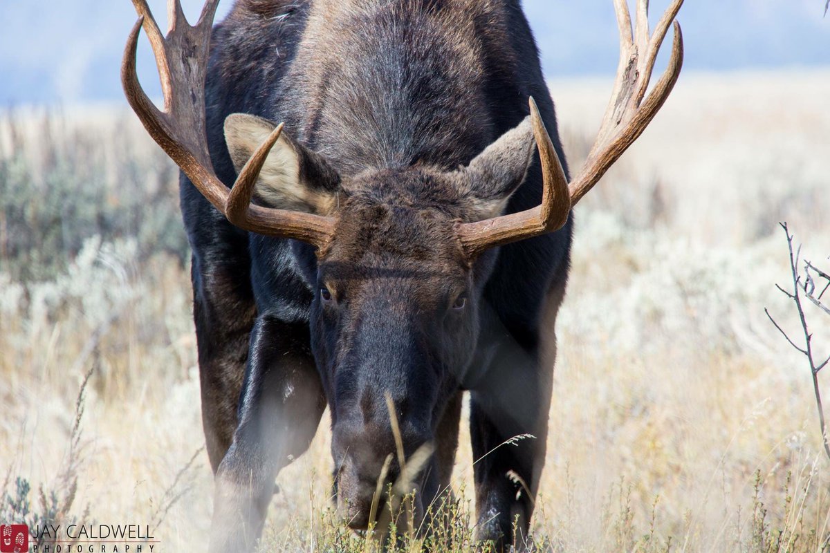 Wildlife Wednesday, meet Dozer.             #wildlifephotography #WildlifeWednesday #teamcanon #lowaboots #loweprobags #moose #bull #dozer #lenscoat @GrandTetonNPS