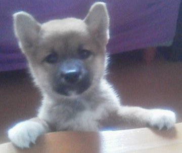 deeppunchers's tweet photo. 成長の過程(スタンダード柴犬) https://t.co/2pU85gp363