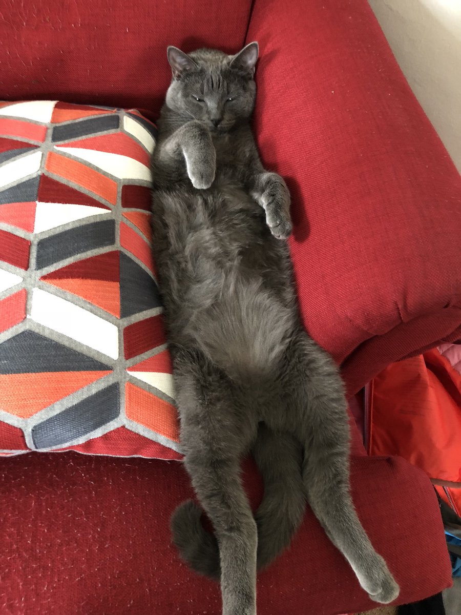 amberleemerrill's tweet photo. SOUTH JORDAN RESIDENTS: Our beloved cat has gone missing and we are heartbroken. His name is Gandalf, he’s all gray with yellow eyes. He’s very friendly and is probably scared. Please call 801-232-7781 if you see him, retweet to help us out! 😭😭😭😭😭 https://t.co/hBOLeUYmv2