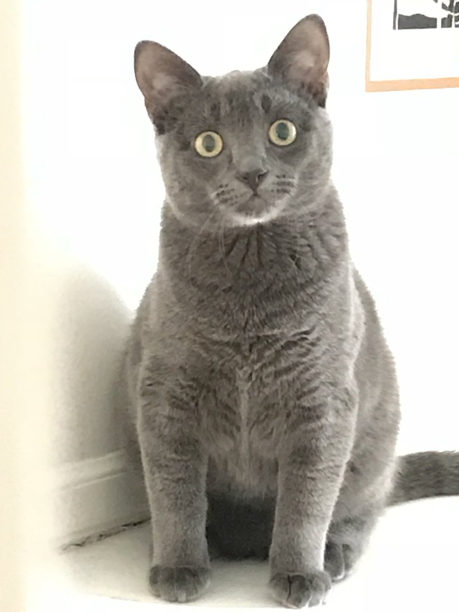 amberleemerrill's tweet photo. SOUTH JORDAN RESIDENTS: Our beloved cat has gone missing and we are heartbroken. His name is Gandalf, he’s all gray with yellow eyes. He’s very friendly and is probably scared. Please call 801-232-7781 if you see him, retweet to help us out! 😭😭😭😭😭 https://t.co/hBOLeUYmv2