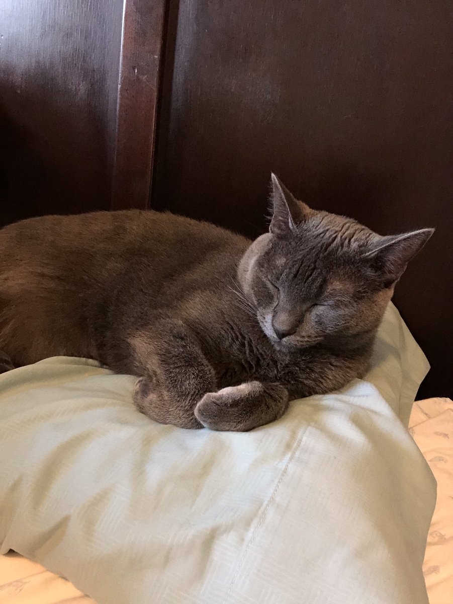 amberleemerrill's tweet photo. SOUTH JORDAN RESIDENTS: Our beloved cat has gone missing and we are heartbroken. His name is Gandalf, he’s all gray with yellow eyes. He’s very friendly and is probably scared. Please call 801-232-7781 if you see him, retweet to help us out! 😭😭😭😭😭 https://t.co/hBOLeUYmv2