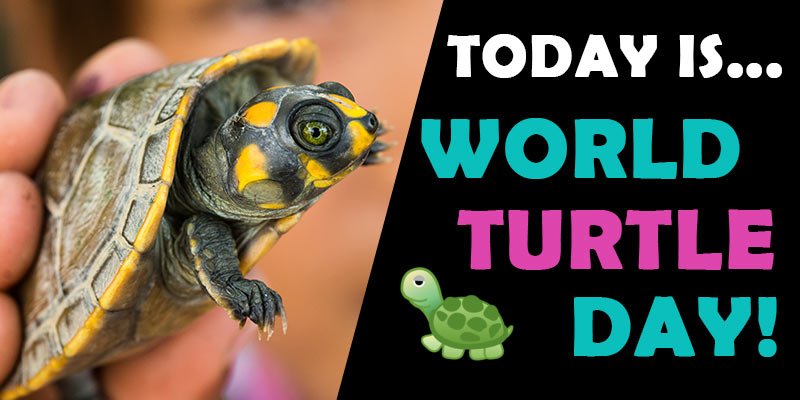 GreenpeaceUK's tweet photo. It's #WorldTurtleDay - how are you shellebrating? 

😂💙🐢💚

(1/2) https://t.co/1HDt037ETY