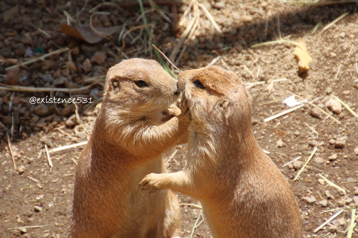 トリカ Reboot 今日は キスの日 と伺ったので ご挨拶であります オグロプレイリードッグ けもフレ写真部 キスの日 モデル オグロプレイリードッグ 伊豆シャボテン動物公園 トリカ Reboot 今日は キスの日 と伺ったので ご挨拶であります オグロプレイリードッグ けもフレ写真部 キスの日 モデル オグロプレイリードッグ 伊豆シャボテン動物公園