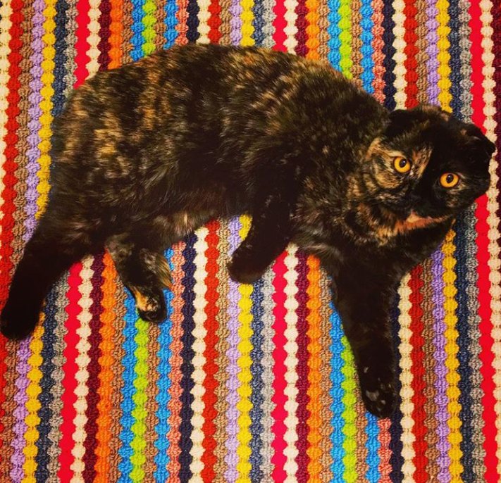 Java_Jessika's tweet image. Rainbow drop 🌈 #CatsOfTwitter #cats #rainbow #ScottishFold #WhiskerWednesday
