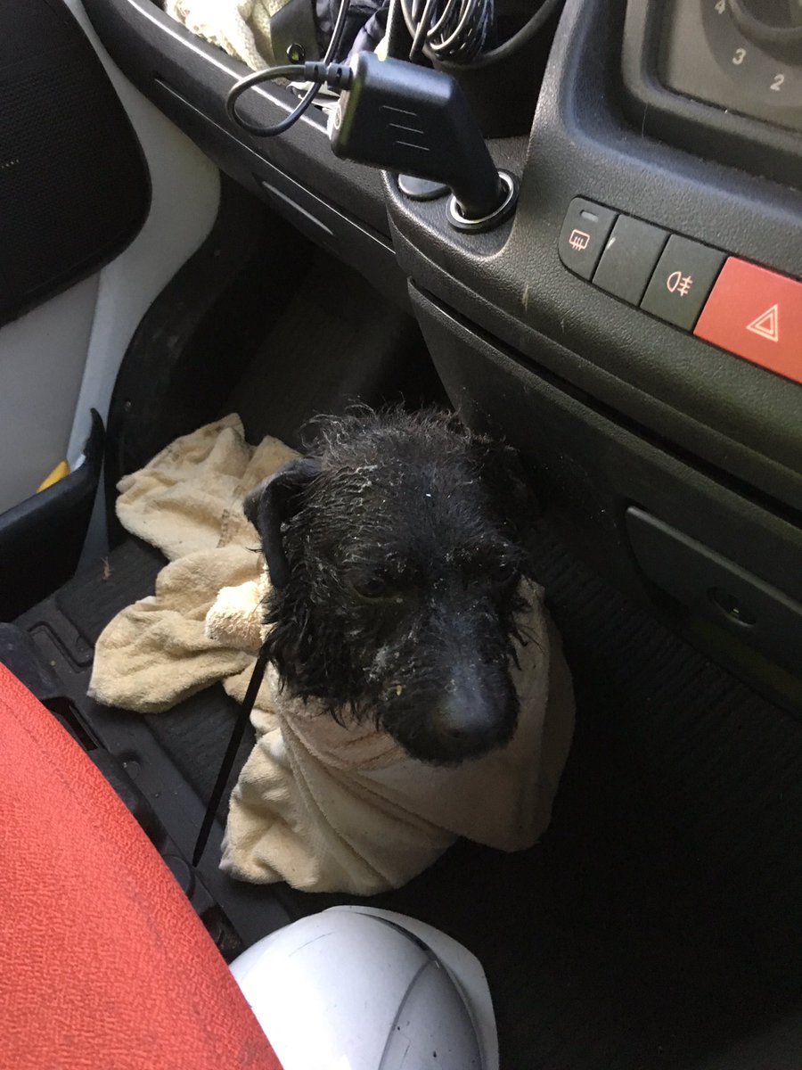 andyjones62's tweet photo. Saved this little beastie from meeting a gruesome end. Now safely in the care of Sunnyside Dogs Kennels #bhamdogshome https://t.co/iW3N7j8FFJ