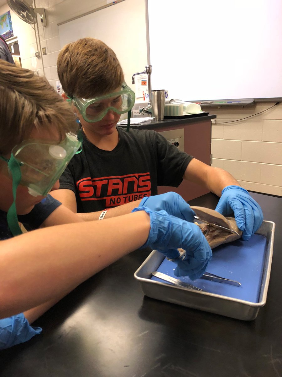 WebberMS's tweet photo. Pig liver dissection in @WMSPetersen science class today! #WeAreWebber #WebberScience #PSDproud https://t.co/c0ZHALH26T