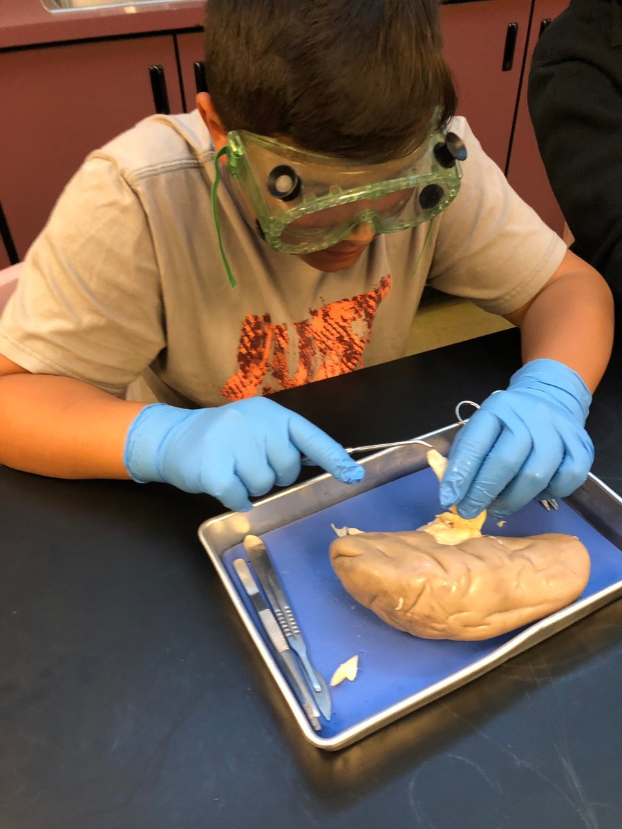 WebberMS's tweet photo. Pig liver dissection in @WMSPetersen science class today! #WeAreWebber #WebberScience #PSDproud https://t.co/c0ZHALH26T