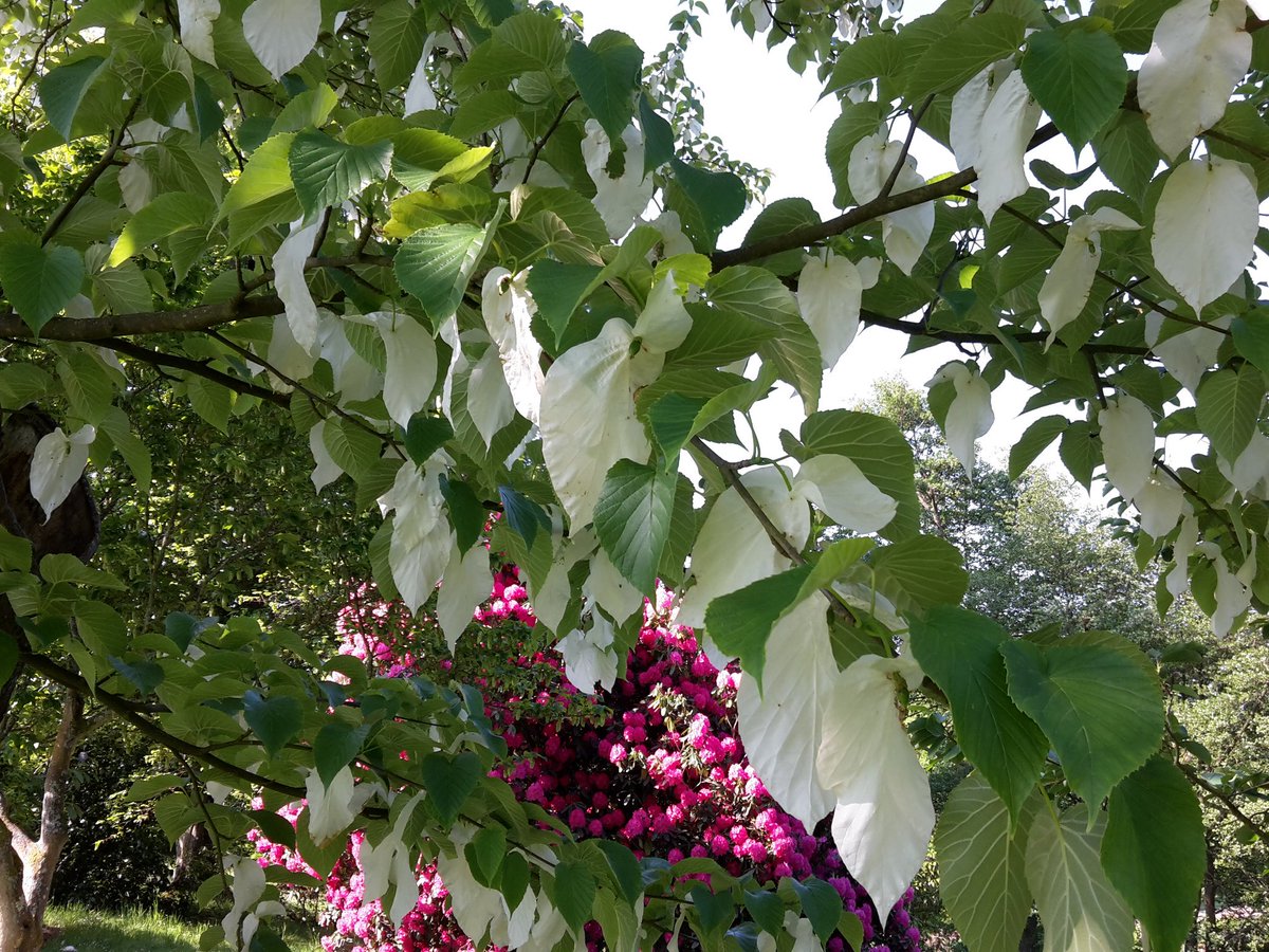 The Davidia or #handkerchieftree <a href="/Wakehurst_Place/">Wakehurst_Place</a> looks stunning at the moment