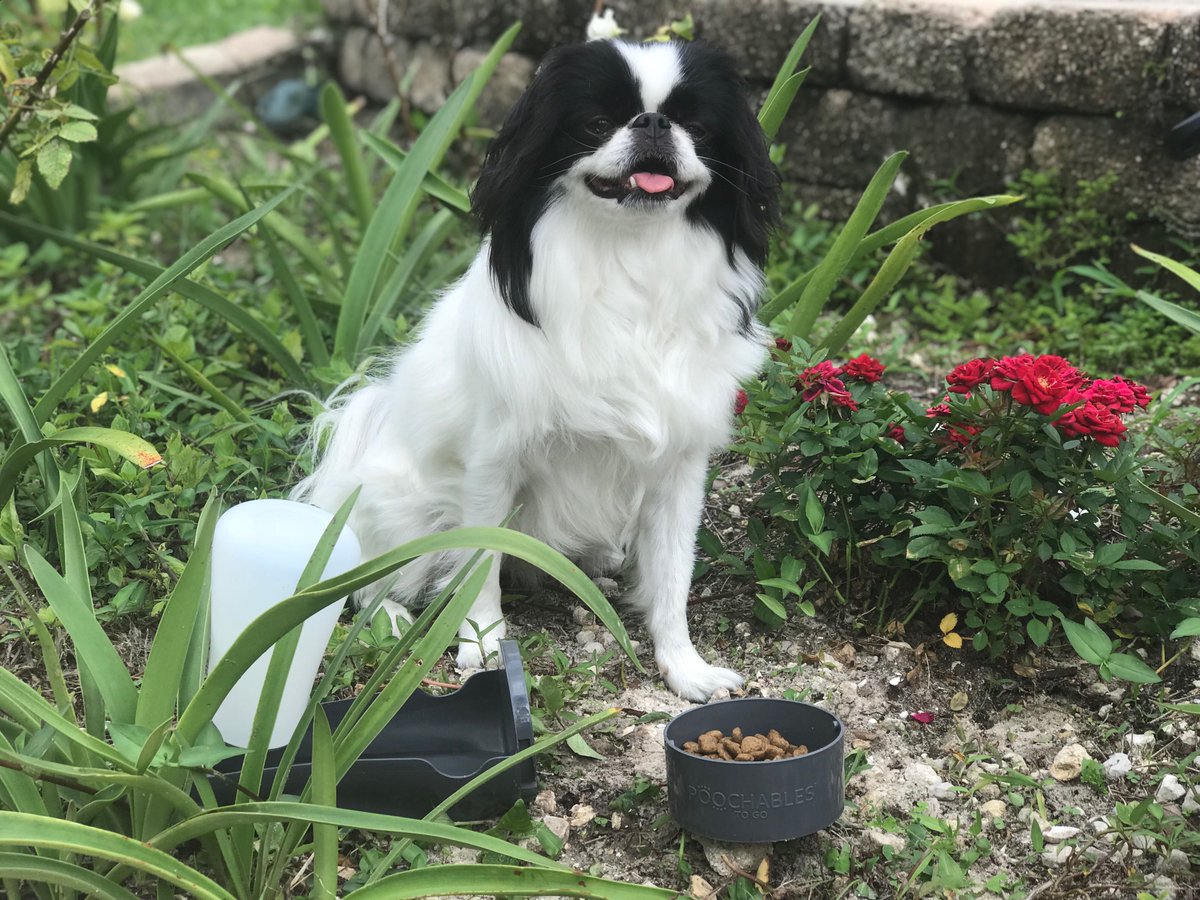 ThePoochCompany's tweet photo. Happy #humpday to all the cute doggos out there! Love, Jax 😘🐶😇 https://t.co/h1ymUyVorq