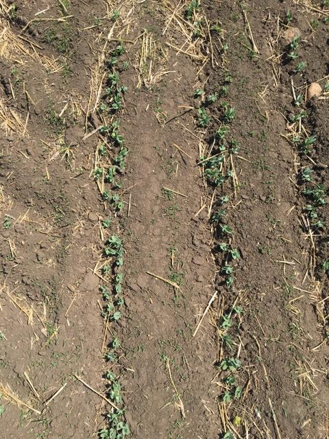 andreajbilodeau's tweet photo. A beautiful day to be looking at some @DecisiveFarming #optimizeRx #vrseeding #vrfertilty #wheat #peas https://t.co/ZbQNSlKBu4
