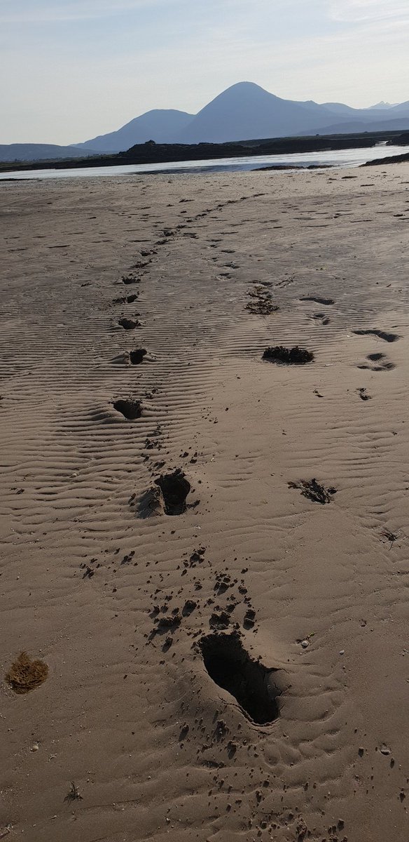 Catbell74's tweet photo. Gorgeous night for a few laps round the beach and a wee swim to finish off #Skye #runr #summernights #running #scoyland #beaches #Ashsig @runr_uk @UKRunChat https://t.co/CSORKBP9r3
