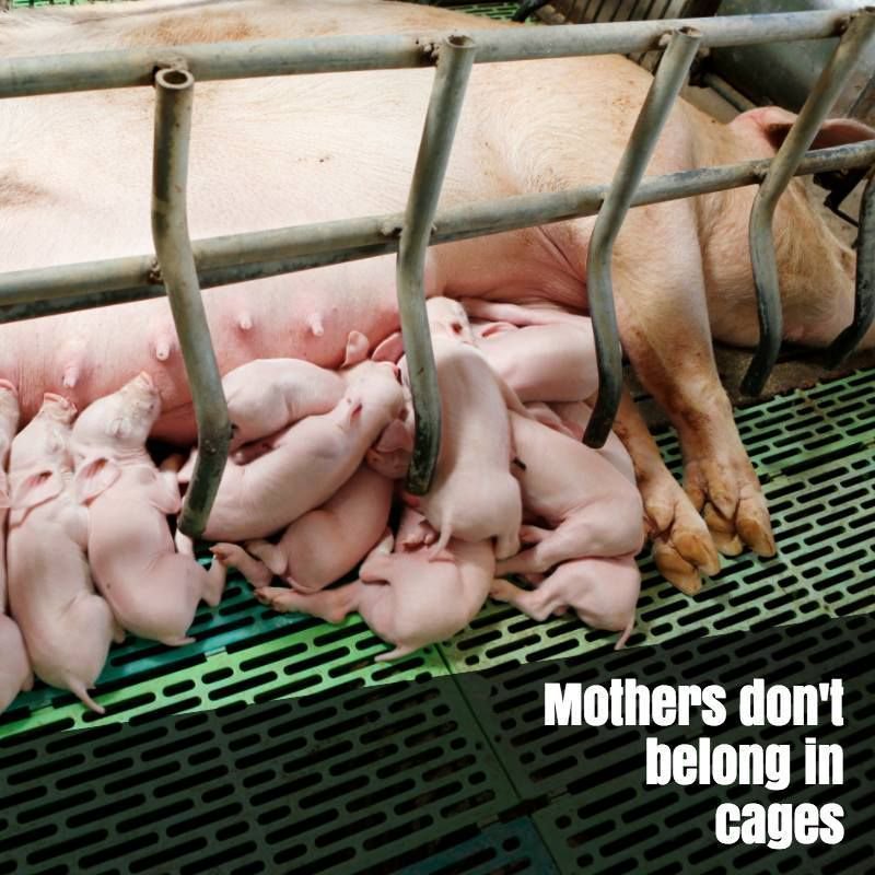 herbivore_club's tweet photo. Please sign and RT this petition.

Ban the use of farrowing crates in the UK. #countryfile

https://t.co/UJkLpLCIqt https://t.co/f9NGieOgrh