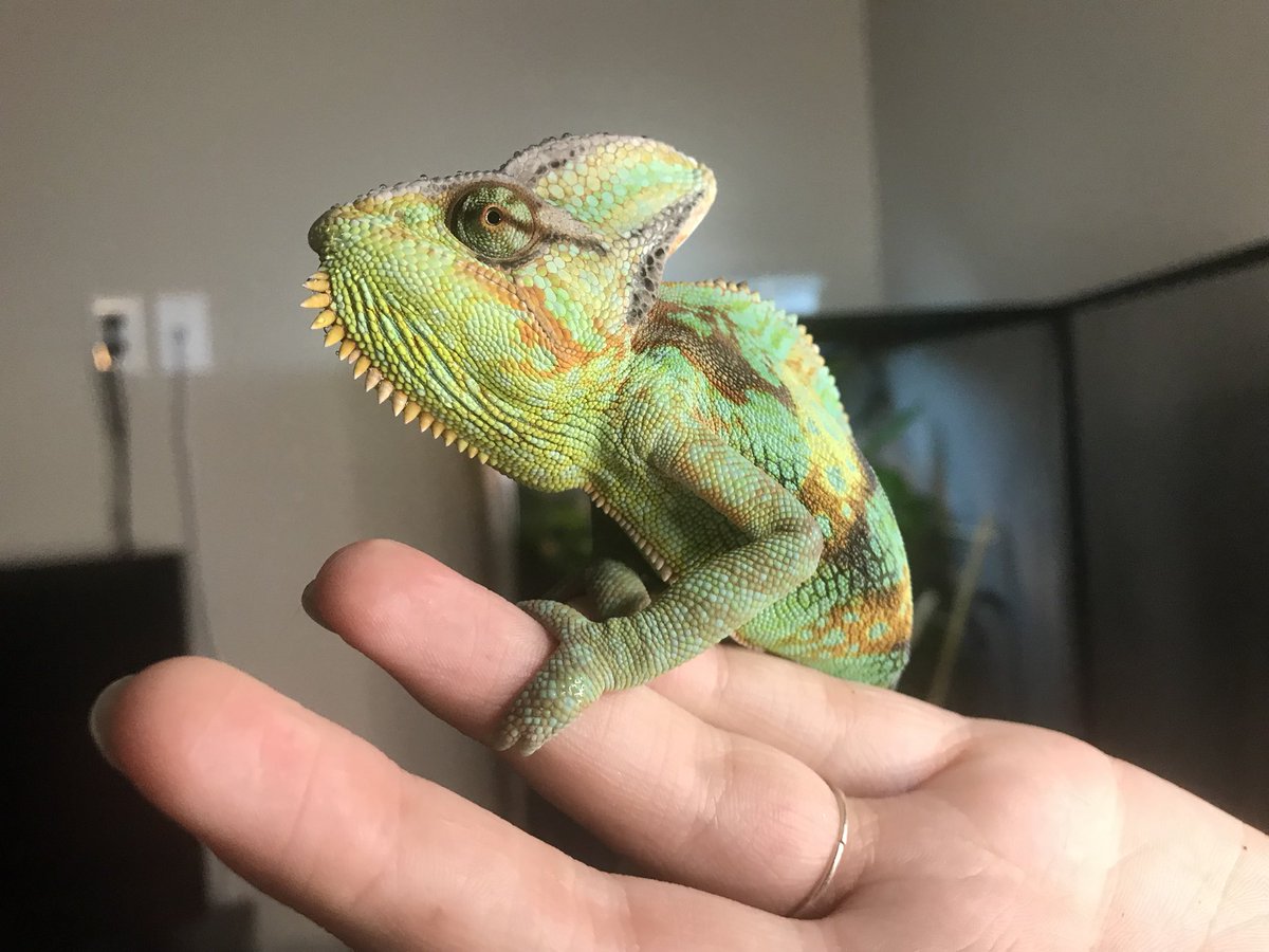 emmasam99's tweet photo. Pascal wanted to show off his beard he’s proud of it https://t.co/zY8S635f0r
