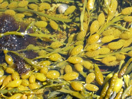 morgancuthbert's tweet photo. Ss studying phenology, water quality and grown rate of Ascophyllum (rockweed) to gain information on the "Signs of the Seasons". Thank you @SeaGrant and the UMaine Cooperative for this opportunity. @YarmouthHMS @MAINETOY @Milken #ConnectC2C https://t.co/MfREseNkgQ