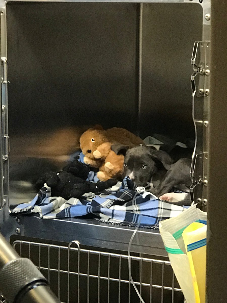 This puppy has parvo virus. She was very sick but with care from #unsungheroes Shannon Wells and the staff <a href="/kcpetproject/">KC Pet Project</a> she recovered. See her story and other Unsung Hero stories here: petcofoundation.org/unsung-heroes/… and vote for your favorite one. <a href="/petcofoundation/">PETCO PUPPIES REHOMING🐾</a>