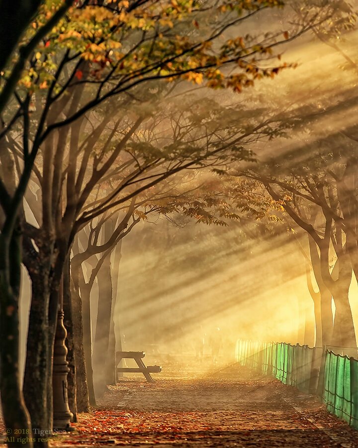 andrespeneke's tweet photo. under the light by Tiger Seo https://t.co/0KugIzabJm