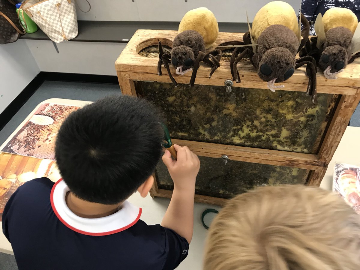 Scintosclass's tweet photo. We loved our visit from the Bee Man today 🐝 Save the bees, food for us! #scintosclass https://t.co/oK6zdLO4bW