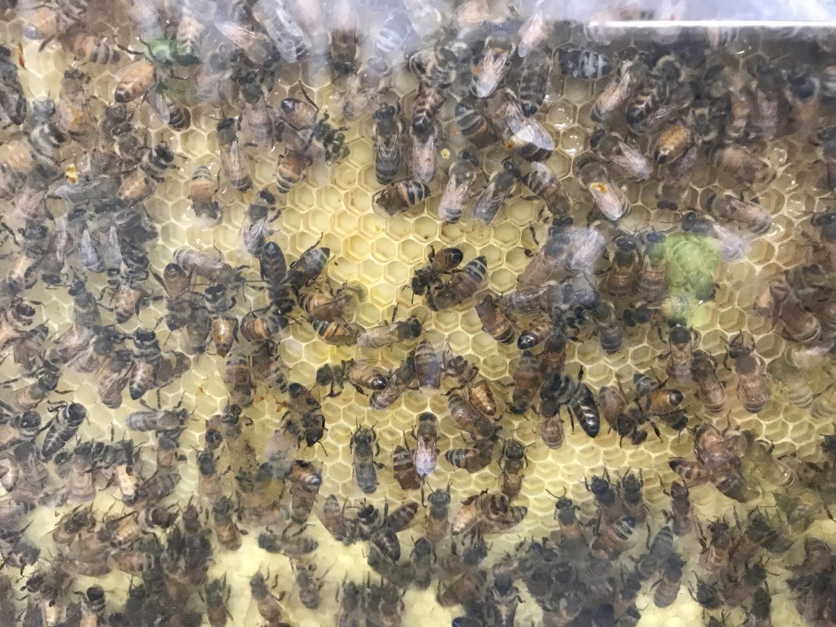 Scintosclass's tweet photo. We loved our visit from the Bee Man today 🐝 Save the bees, food for us! #scintosclass https://t.co/oK6zdLO4bW