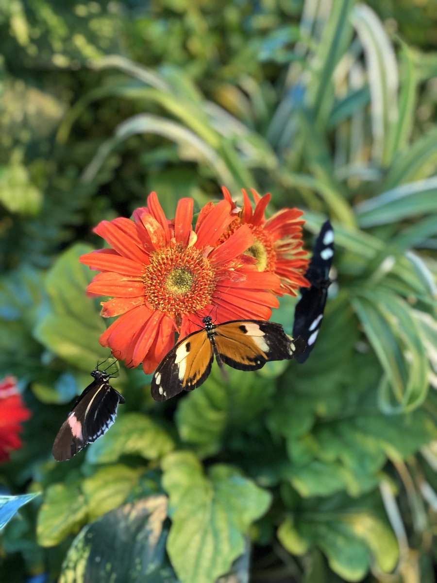MrsCarlsonWDP's tweet photo. Fun with the butterflies! @KlikaClass https://t.co/WXShkJE4P5