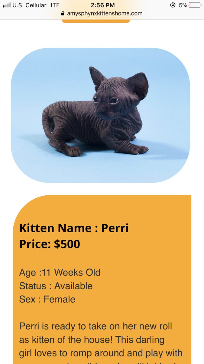 ja_wana98's tweet photo. Currently crying over this Sphynx cat cause she is so expensive and I want her now https://t.co/421KUxUgCC