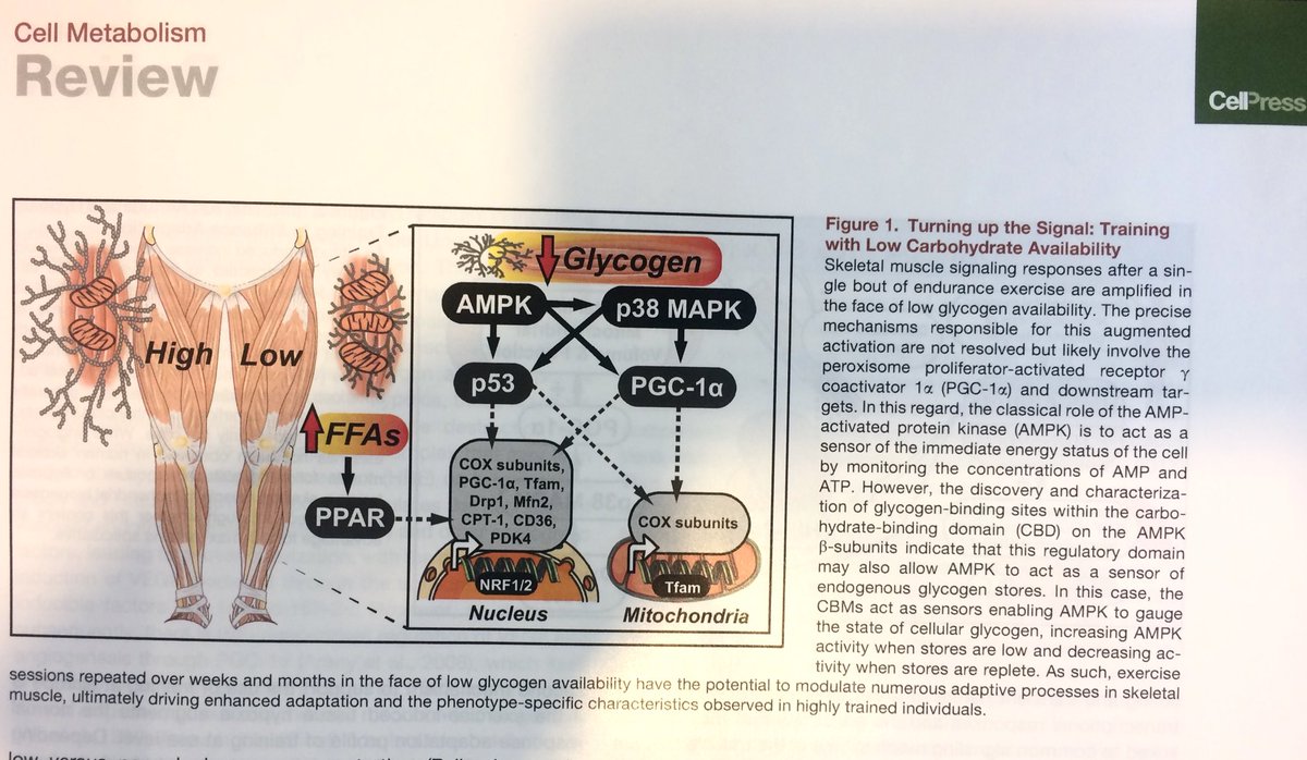 SatchinPanda's tweet photo. Excellent review by @JohnAHawley in @Cell_Metabolism on endurance exercise and skeletal muscle. This figure explains why training with low glycogen may have some benefits. https://t.co/3sqhTbzwLu